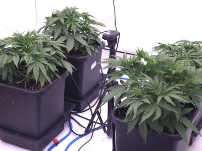 20250416_063144.jpg 20250416_063144.jpg