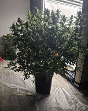 20250517_134200.jpg 20250517_134200.jpg