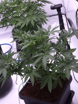 20250705_191131.jpg 20250705_191131.jpg