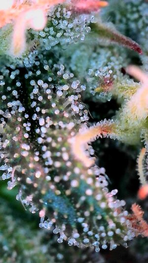 Mango Smile x Grape Crinkle MephistonGenetics