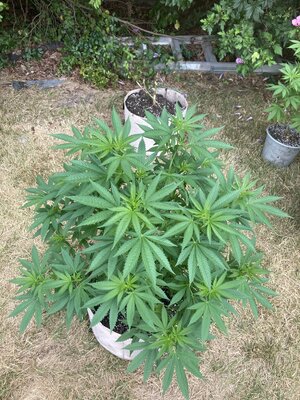 Purpl haze photo in 10gal ny outdoor