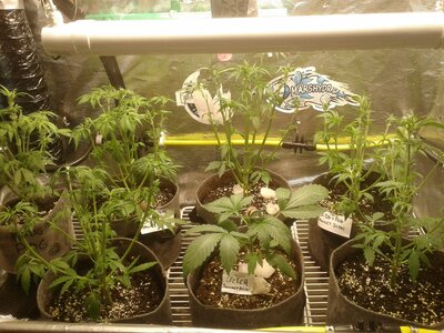 SCHWAZZING  AUTOFLOWER