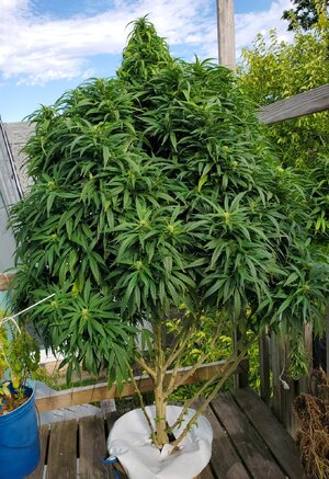 LemonZ_clone8_day116.jpg LemonZ_clone8_day116.jpg