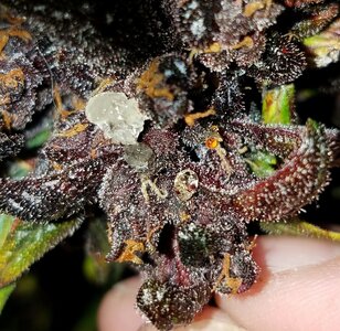 Guttation in Cannabis:  What It Is, Why It Happens, and How to Respond