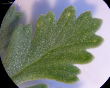 American_Rock_Brake_Hydathodes_(3816260134) (1).jpg