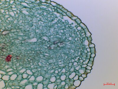 Brassica_Hydathode_1_(35974302090).jpg