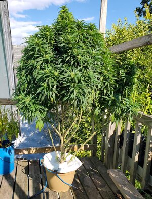 LemonZ_clone8_day121.jpg LemonZ_clone8_day121.jpg