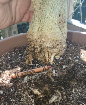 LZ_rootrot.jpg LZ_rootrot.jpg