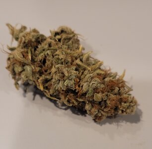 Dutch Passion Blue Zushi by KingRatt