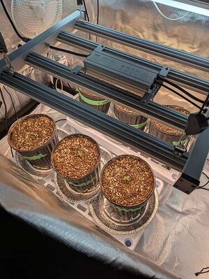 phlizon_phx4_240w_full-spectrum_led_grow_light.jpeg