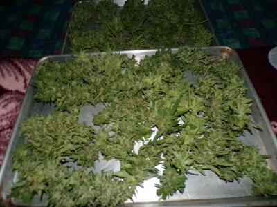 sticky blueberry.JPG