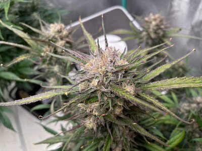 White Widow - 4.jpeg