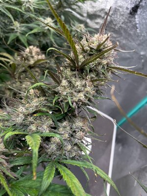 White Widow - 3.jpeg