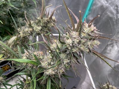 White Widow - 2.jpeg