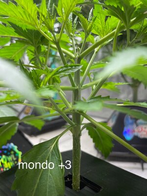 3 days later - 6.jpeg