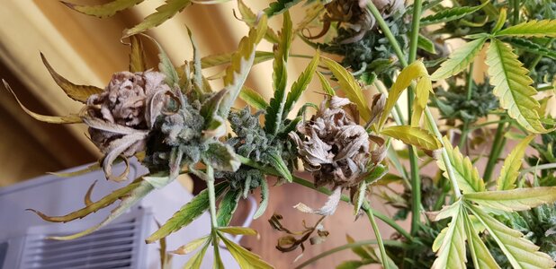 20251003_turning brown.jpg