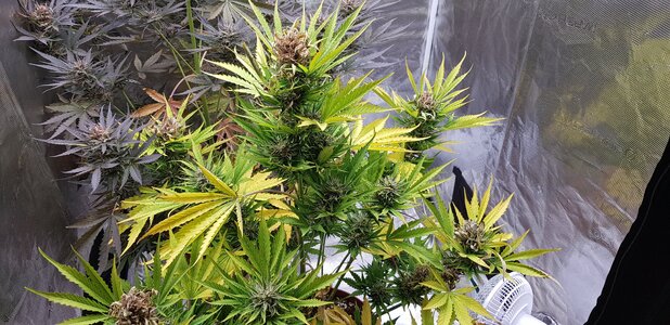 20251007_brown buds.jpg