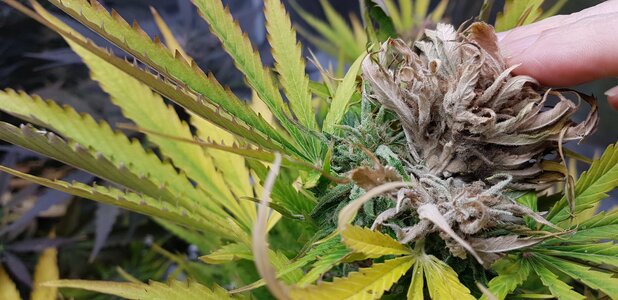 20251011_dry not gooey.jpg