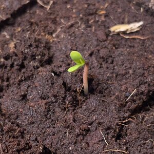 Day zero Tre Lime Sorbet - 3.jpeg