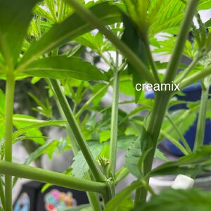 7 days after topping - 3.jpeg