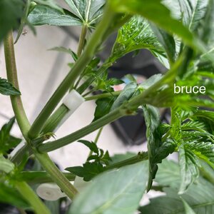 7 days after topping - 2.jpeg