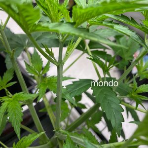 7 days after topping - 1.jpeg