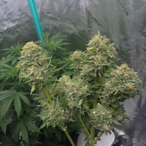 Mango Isle  - 2.jpeg