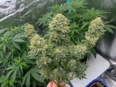 Mango Isle  - 5.jpeg