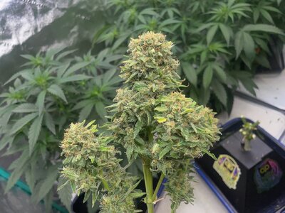 Mango Isle  - 7.jpeg