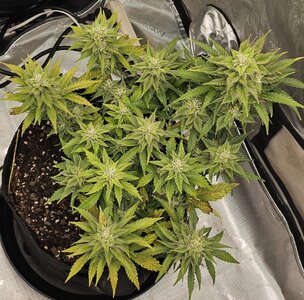 Turtle Taffy and Critical Kush auto - what do you see?