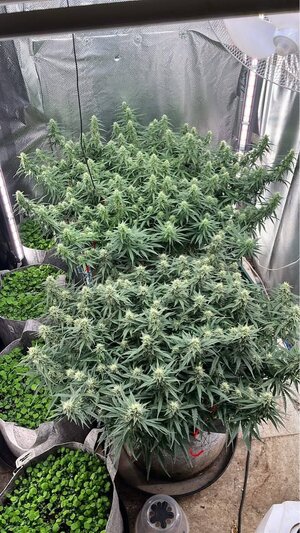 Sweet Hairy Cheese 2.jpg