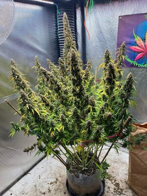 Sweet Hairy Cheese.jpg