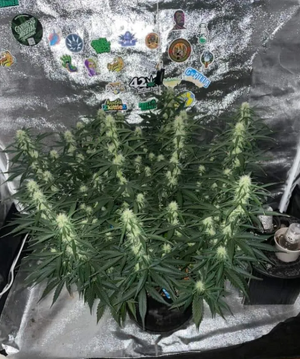 Sweet Hairy Cheese.png