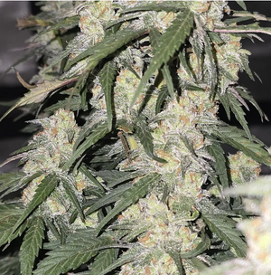 Beaver Skin Canoe.png