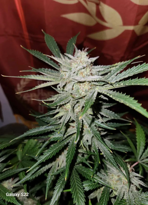 Double Berry Jack.png