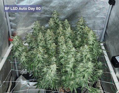 Barney's LSD Auto strain and smoke report