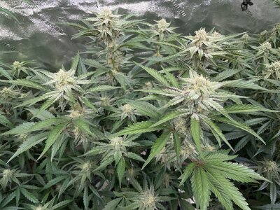 mondo.bruce.creamix - 4.jpeg