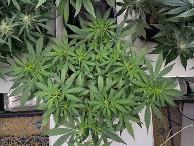 mondo.bruce.creamix - 6.jpeg