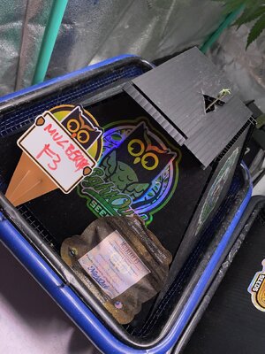 new beans d1 - 1.jpeg