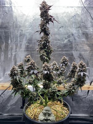 IMG_2893.jpeg IMG_2893.jpeg