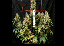 LaughingHyenaSeeds Russian Queen