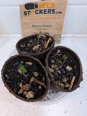 Green Crack 12142025.jpg
