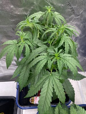 MF3 - 1.jpeg MF3 - 1.jpeg