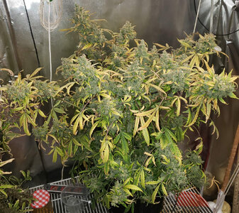 WTF.2_day95 JEANO Mara Chafa.jpg