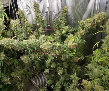 JeanO Voodoo Mara Chafa Day 99.jpg