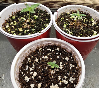 RBF.1-3_day2.jpg RBF.1-3_day2.jpg