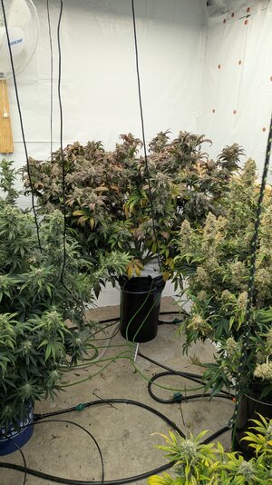 PXL_20260108_180643455.MP.jpg PXL_20260108_180643455.MP.jpg