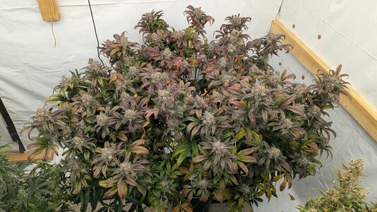 PXL_20260108_180658584.MP.jpg PXL_20260108_180658584.MP.jpg