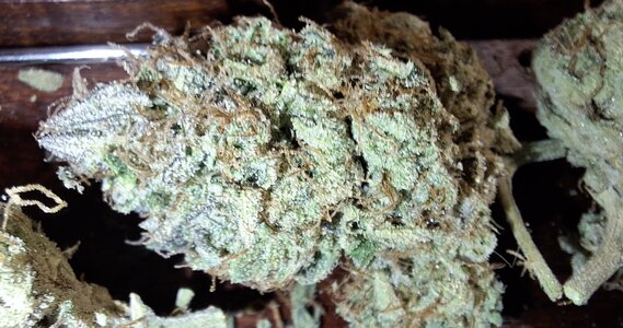 CDLC × Grape Crinkle freebie