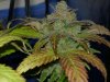 CreamMandarineAutoGrow 009.jpg